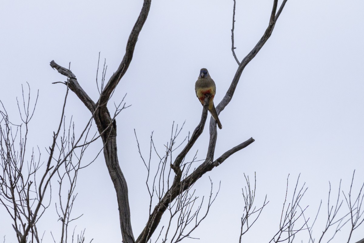 Greater Bluebonnet - ML644736345