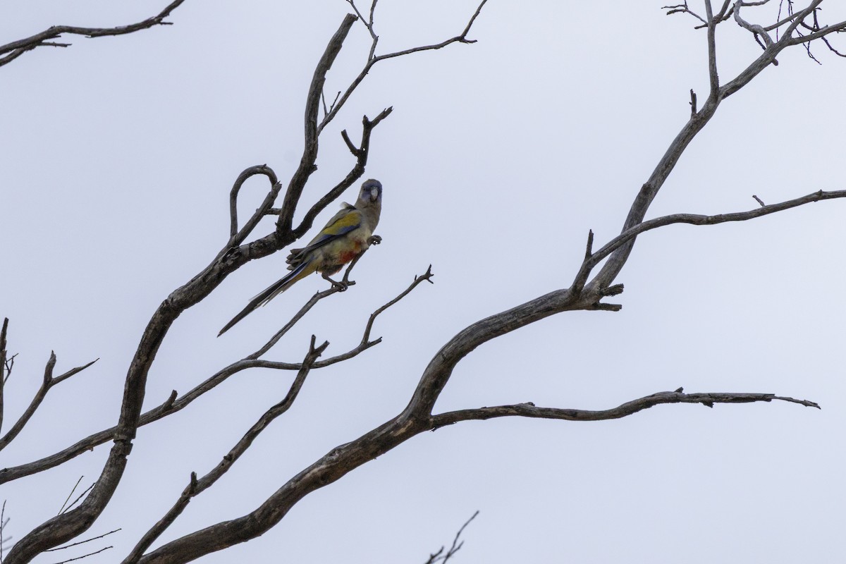 Greater Bluebonnet - ML644736346