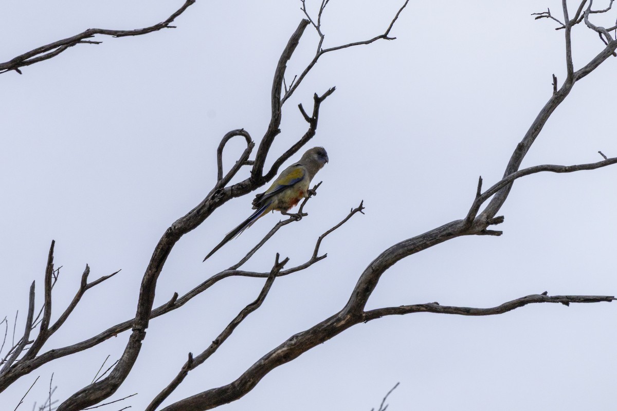Greater Bluebonnet - ML644736347