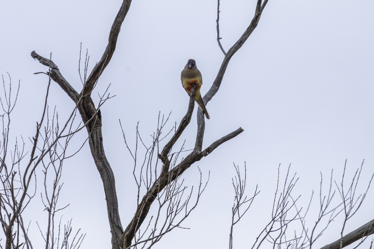 Greater Bluebonnet - ML644736348