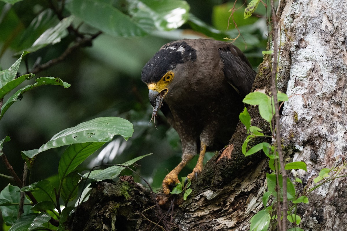 Crested Serpent-Eagle - ML644736351
