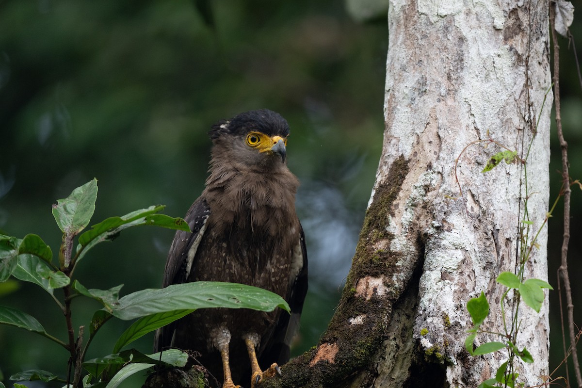 Crested Serpent-Eagle - ML644736352