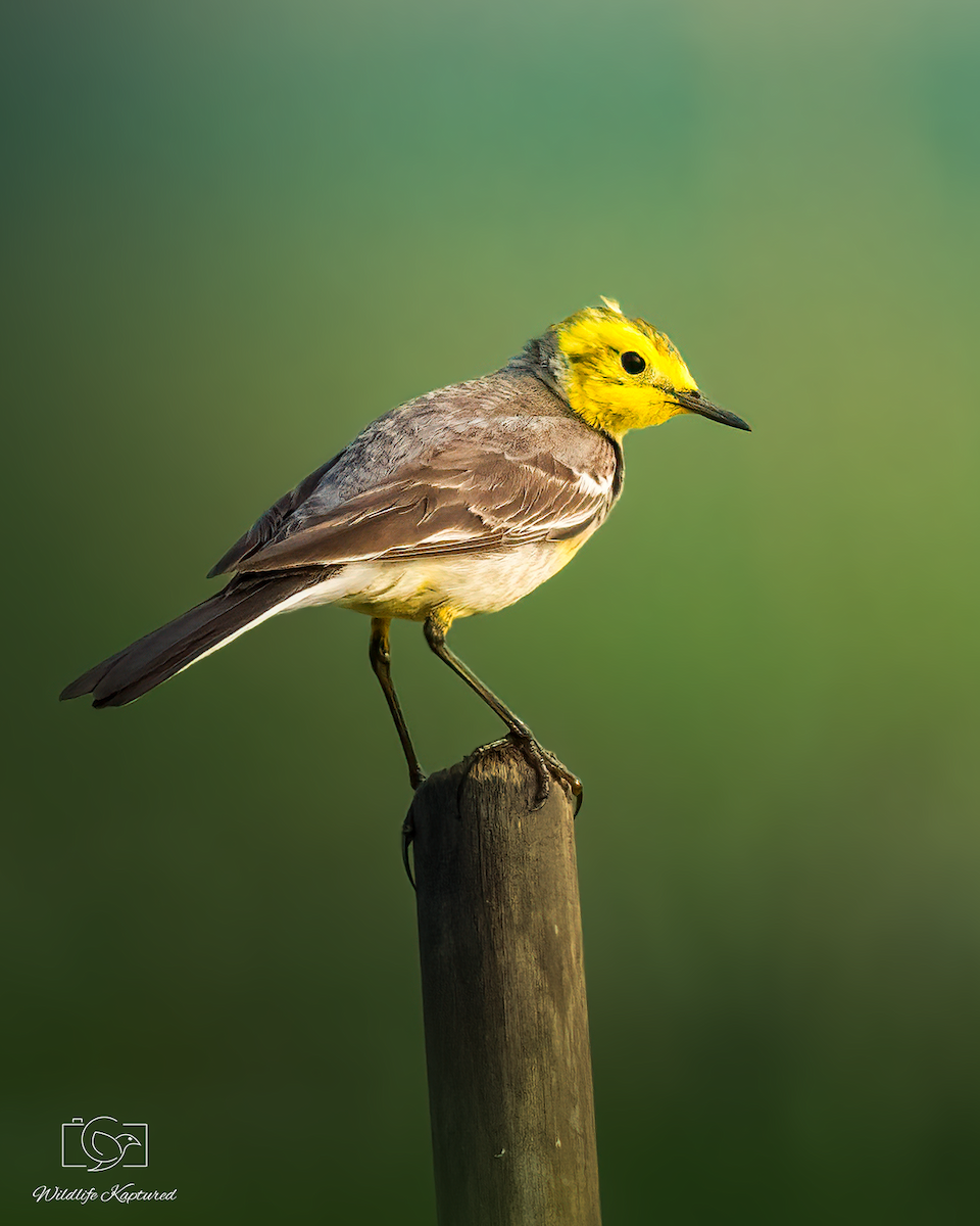 Citrine Wagtail - ML644736353