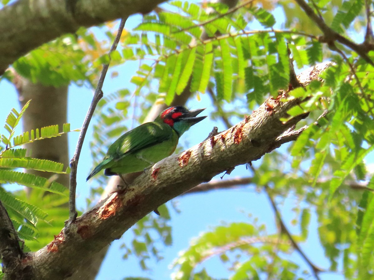 Black-eared Barbet - ML644736358