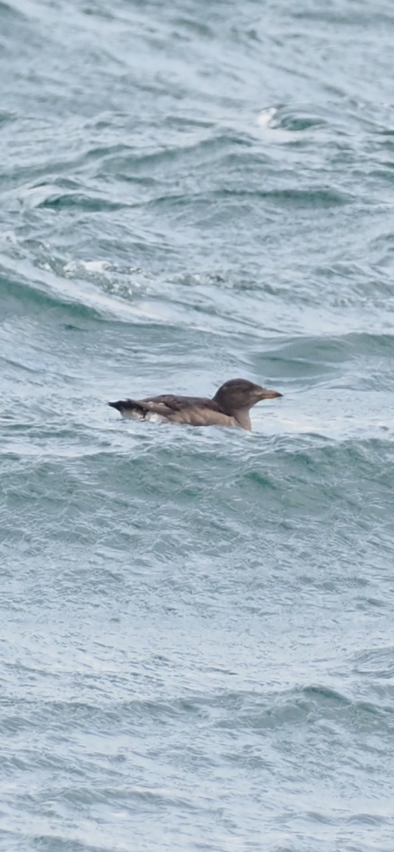 Rhinoceros Auklet - ML644736361