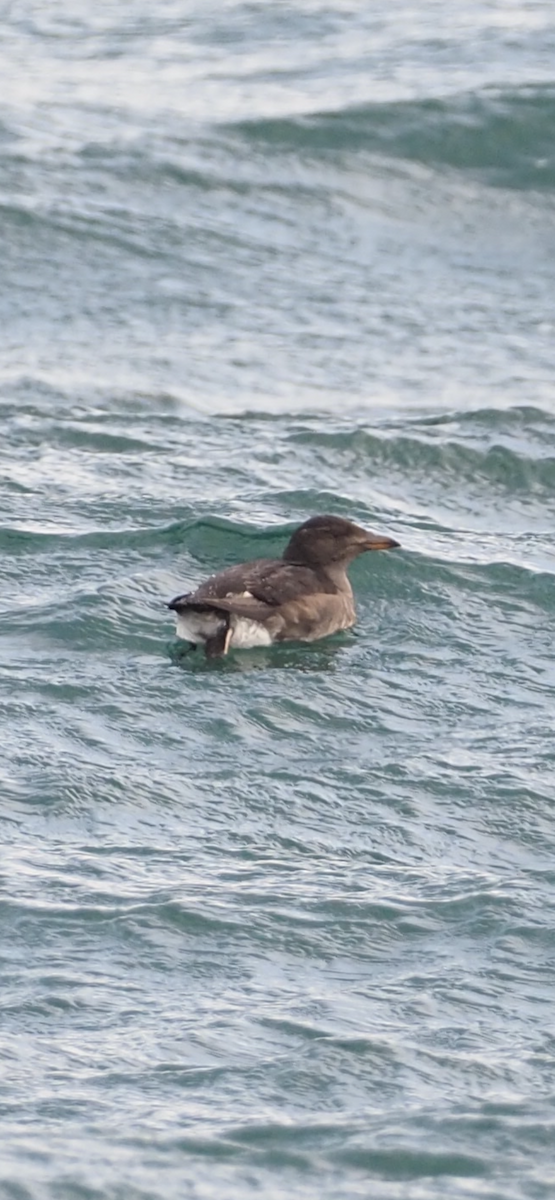 Rhinoceros Auklet - ML644736362