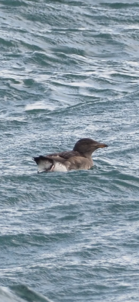 Rhinoceros Auklet - ML644736363