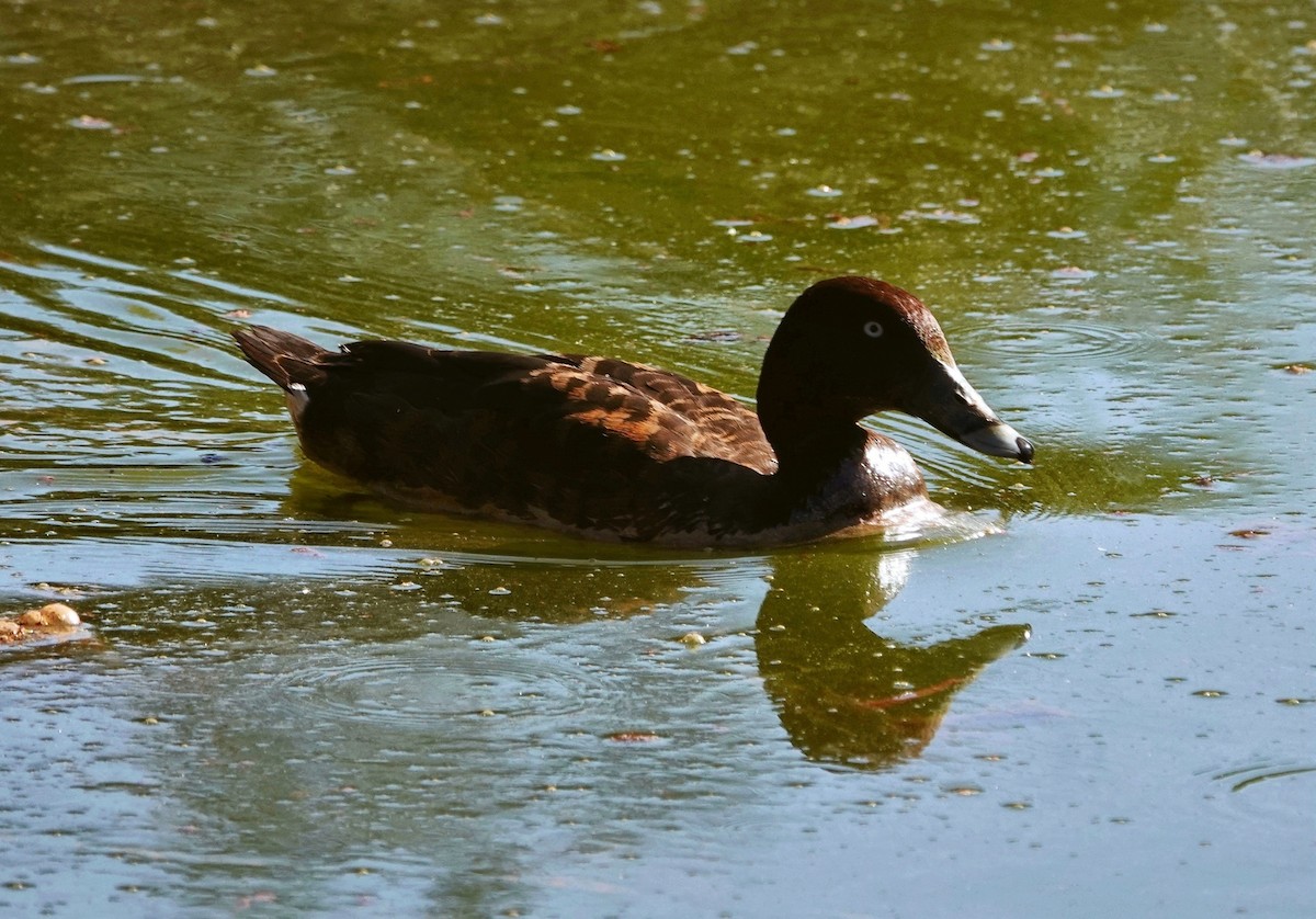 Hardhead - ML644736371