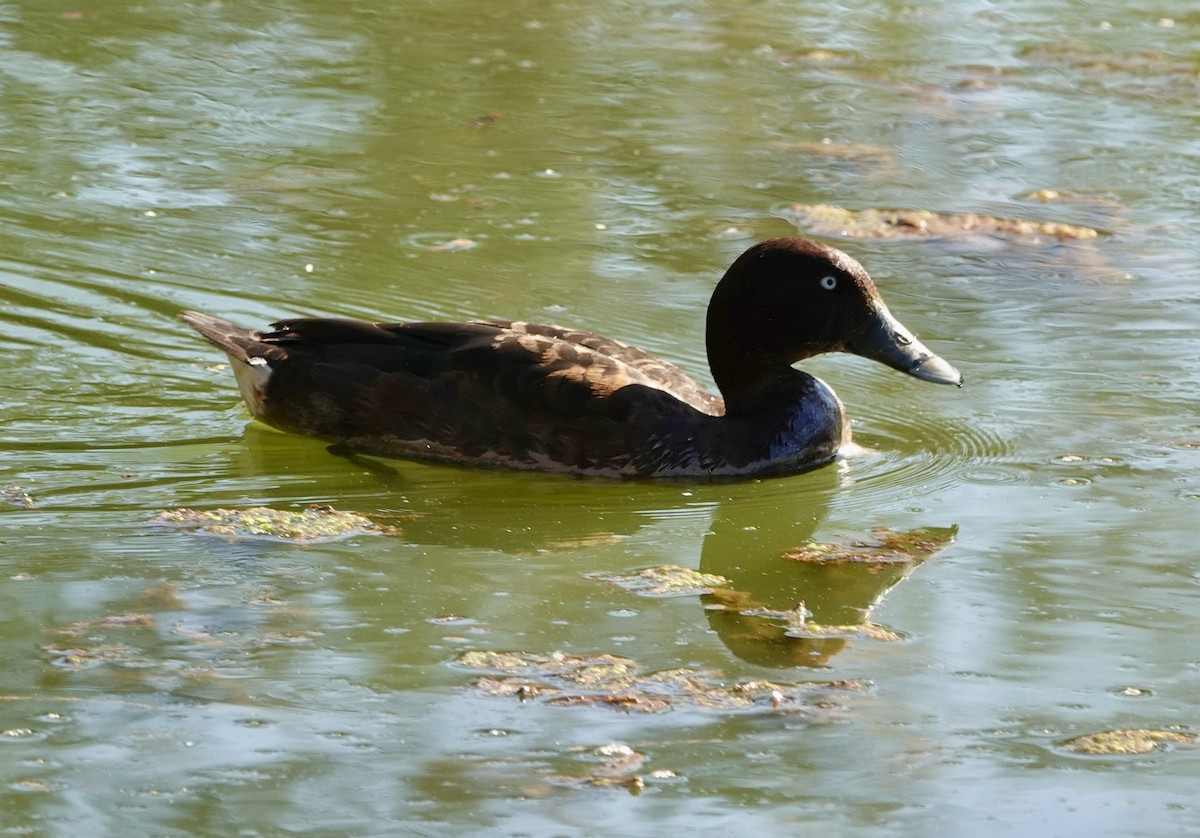 Hardhead - ML644736372