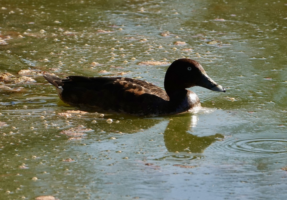 Hardhead - ML644736373