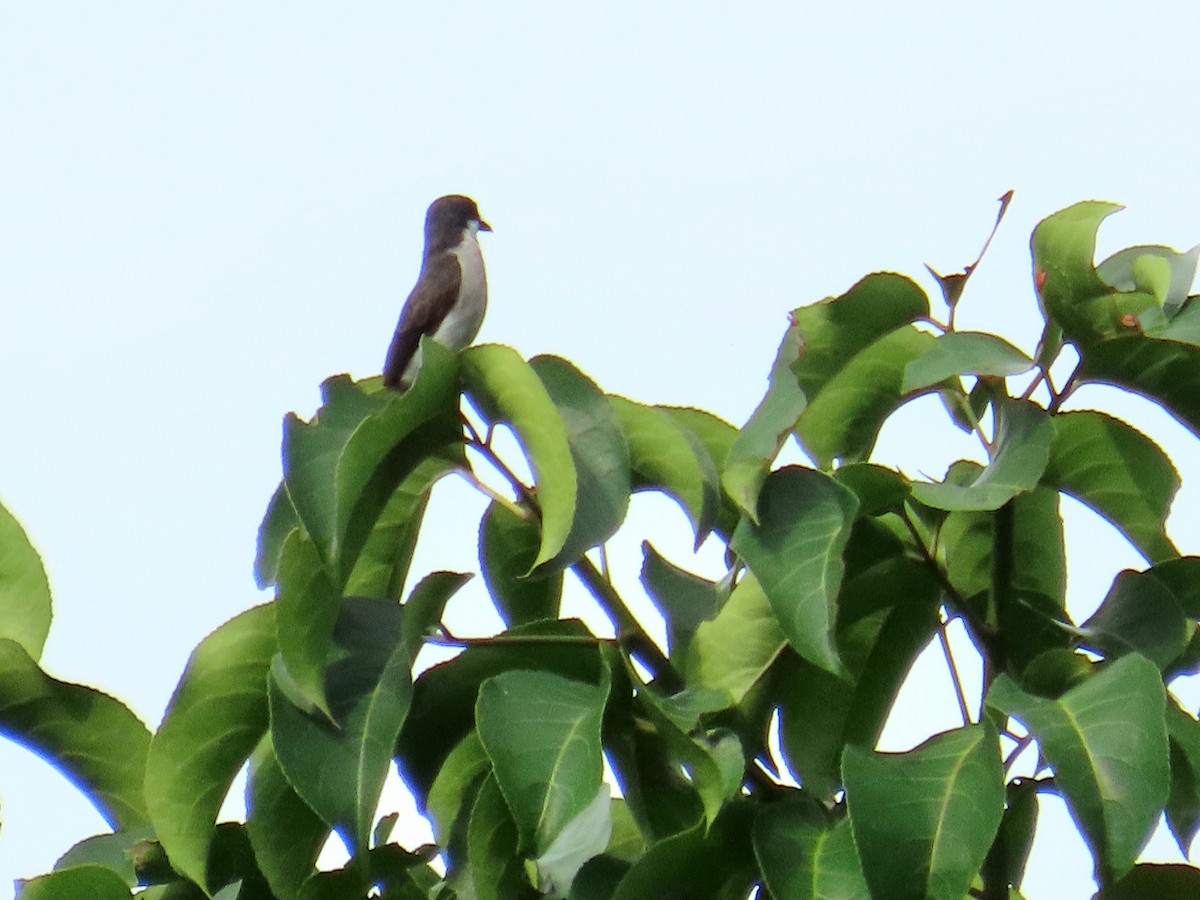 Black-winged Flycatcher-shrike - ML644736378