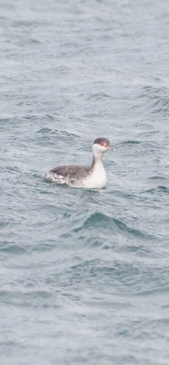 ミミカイツブリ - ML644736380