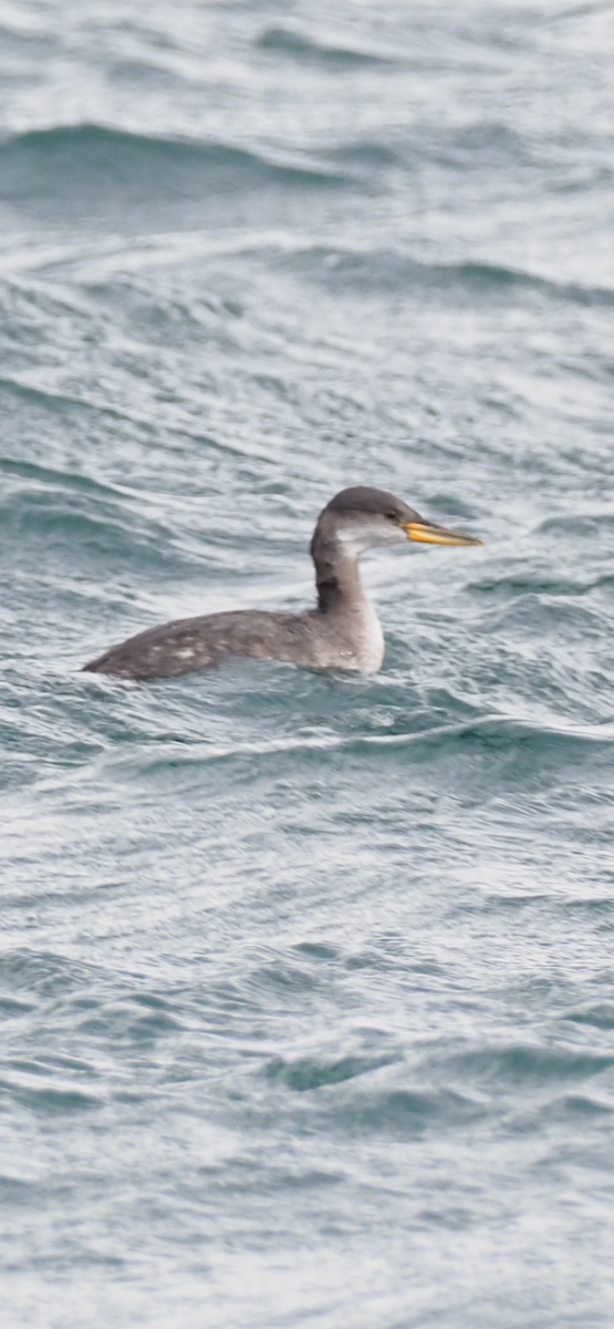 Пірникоза сірощока - ML644736383