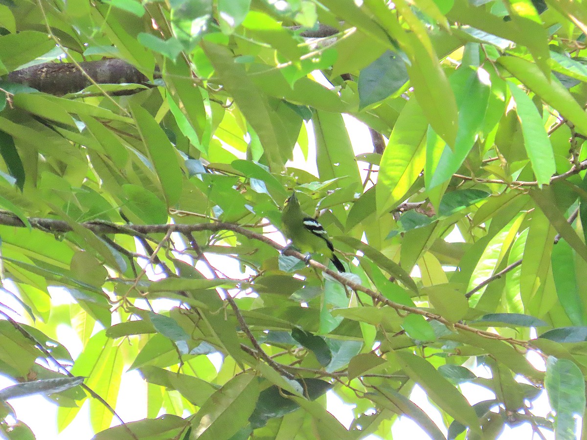 Green Iora - ML644736385