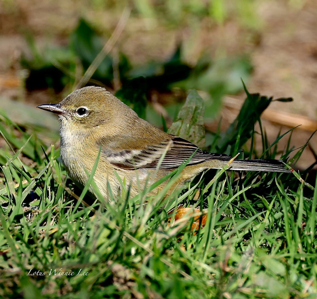 Paruline des pins - ML644736407