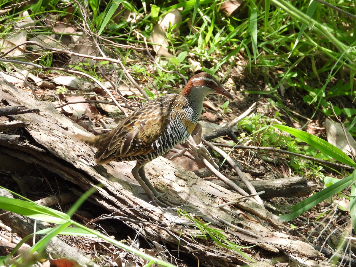 Râle tiklin - ML644736409