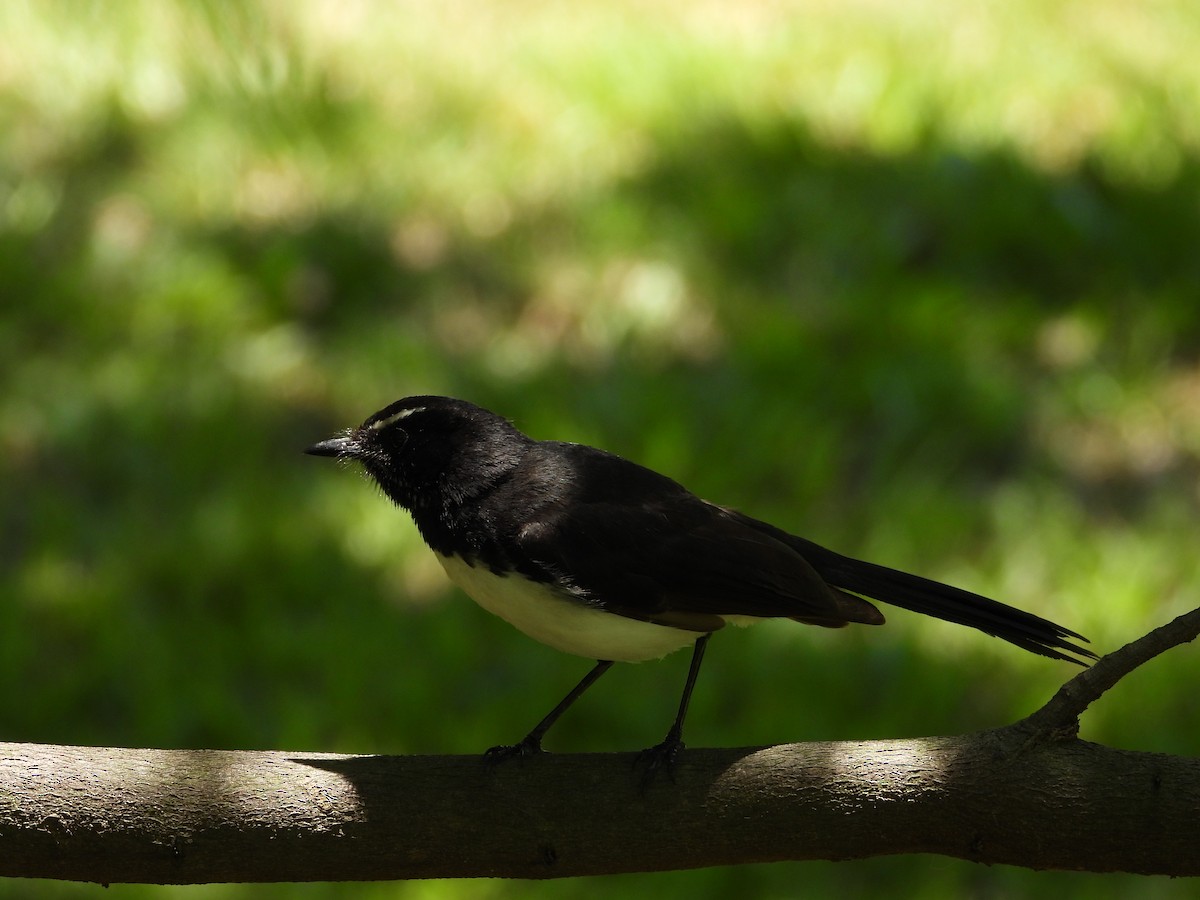 Rhipidure hochequeue - ML644736413