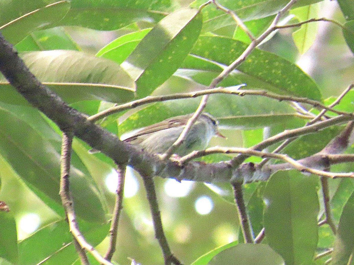 Pouillot boréal - ML644736414