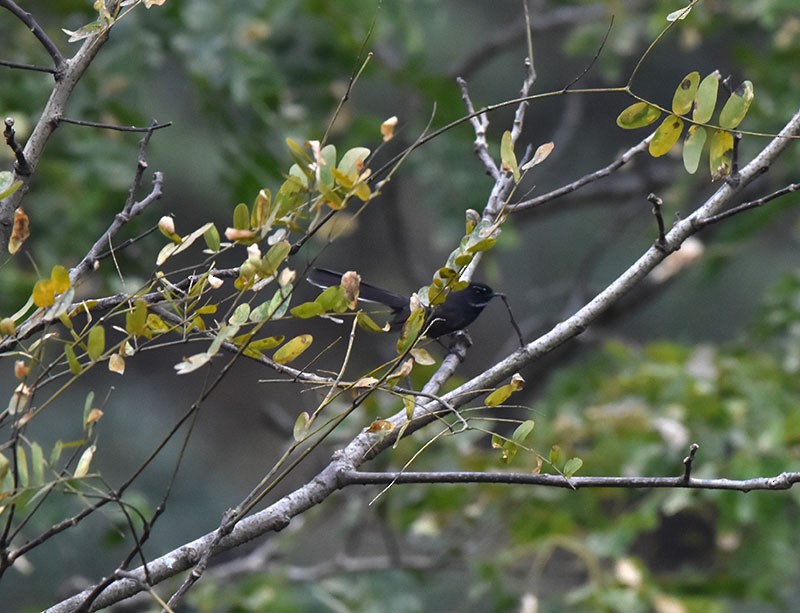Rhipidure à gorge blanche - ML644736415