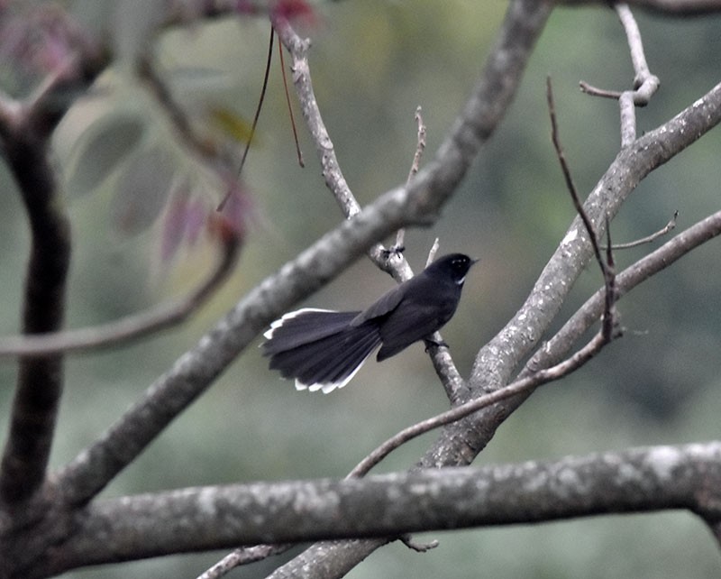 Rhipidure à gorge blanche - ML644736416
