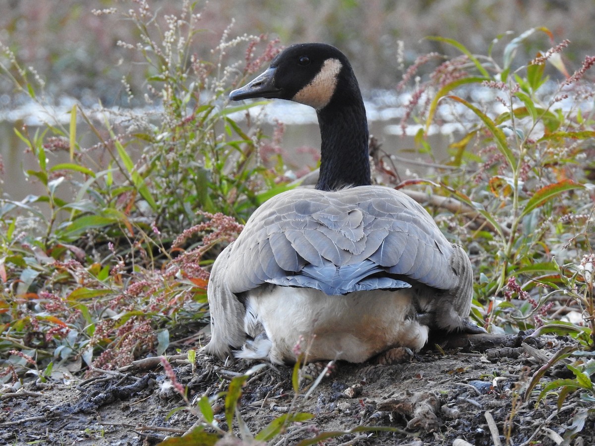 Bernache du Canada - ML644736417
