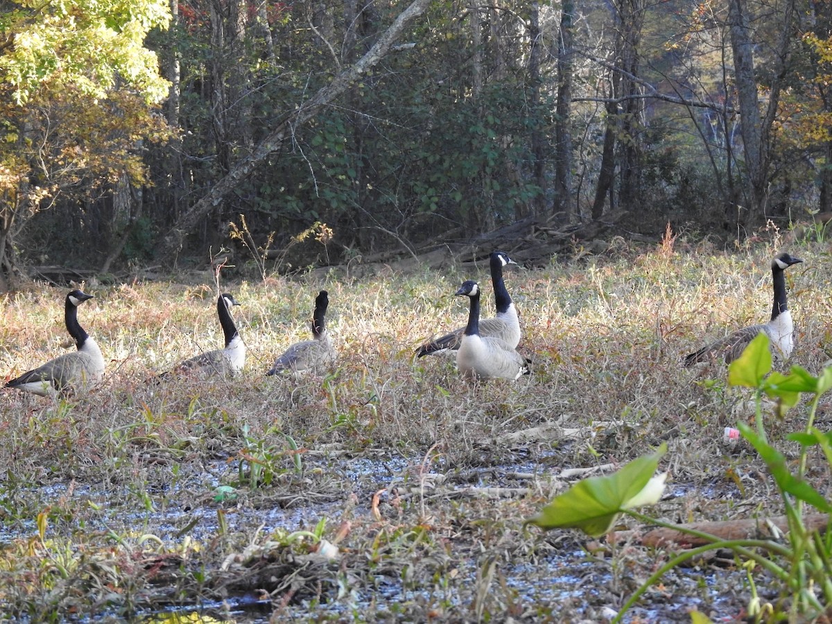 Bernache du Canada - ML644736418