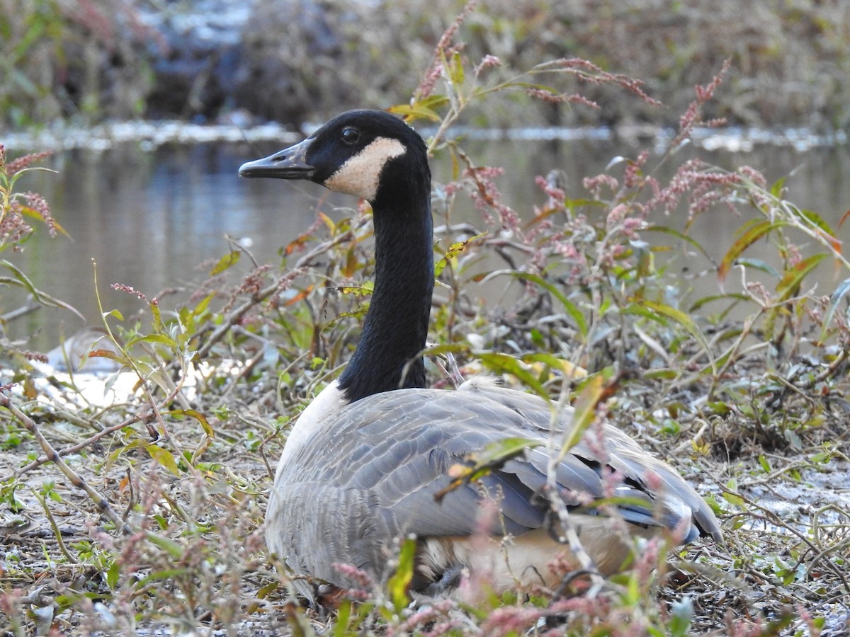 Bernache du Canada - ML644736419