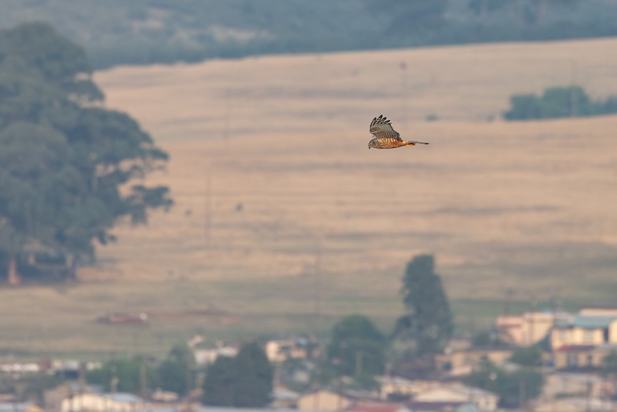 Busard grenouillard - ML644736421