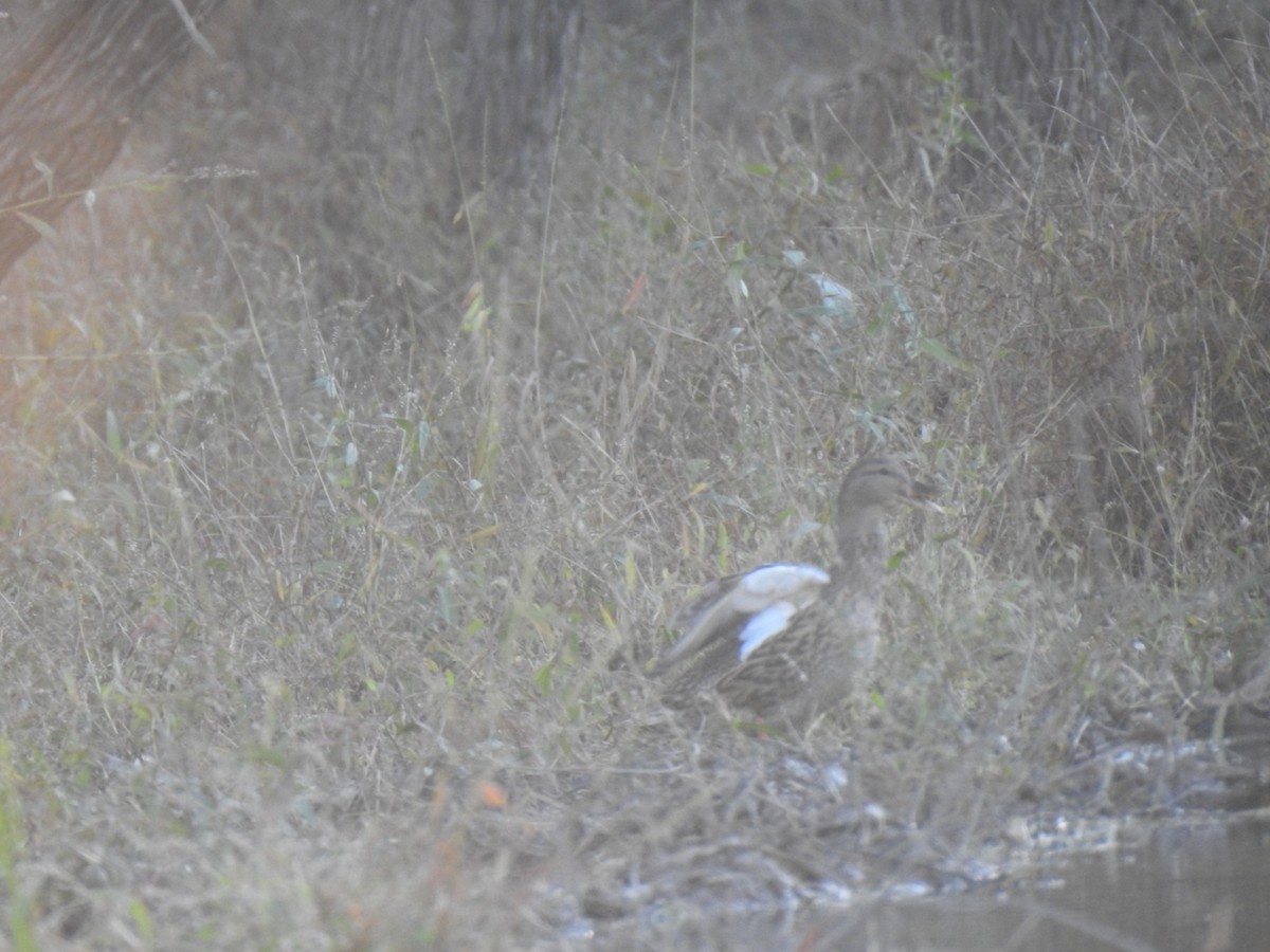 Canard colvert - ML644736423