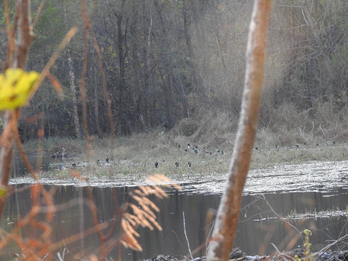 Canard colvert - ML644736424