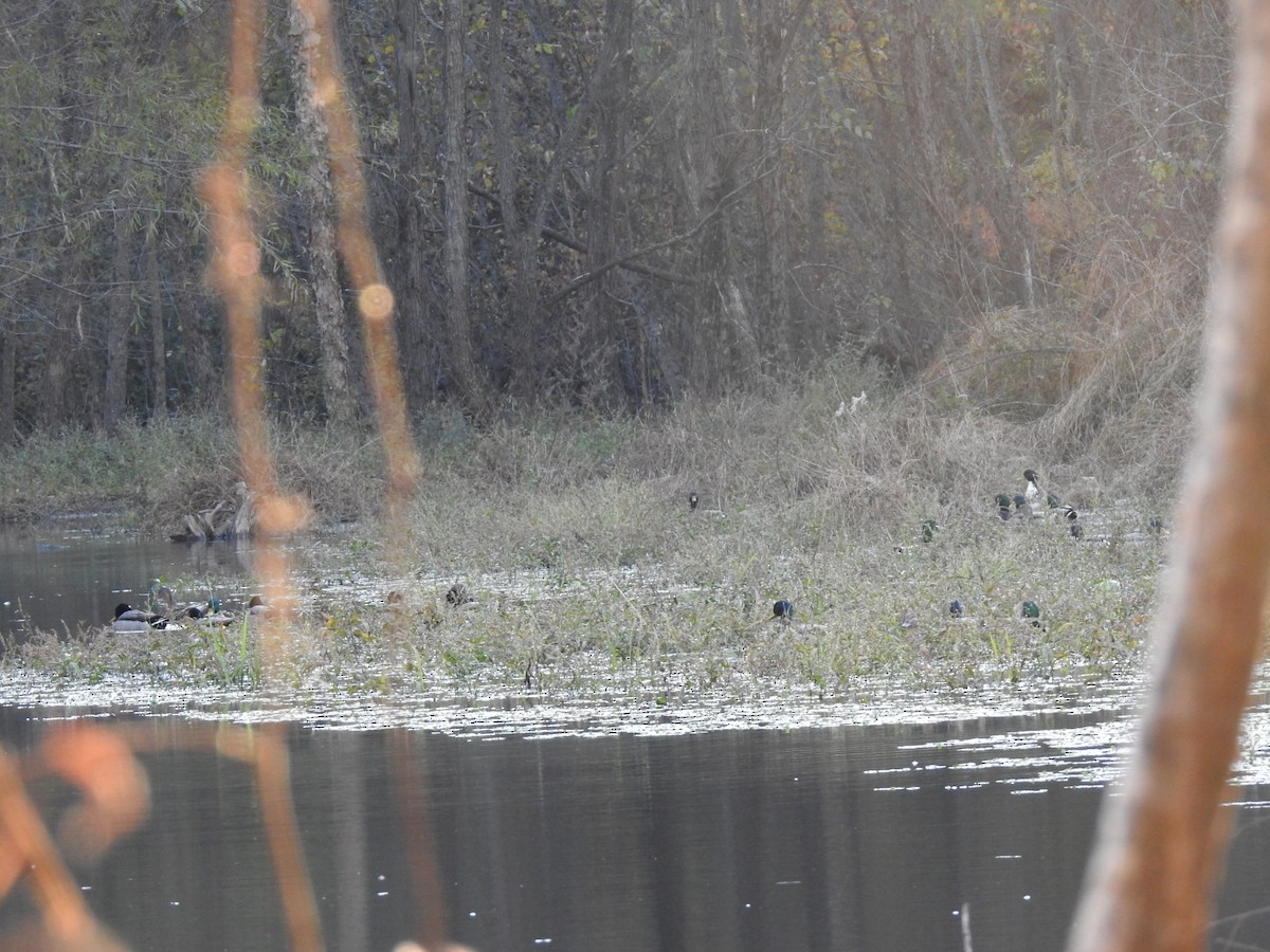 Canard colvert - ML644736425