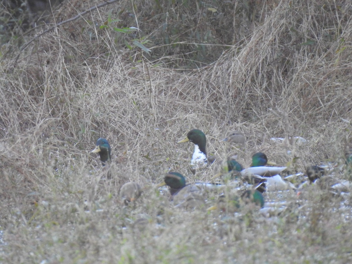 Canard colvert - ML644736426