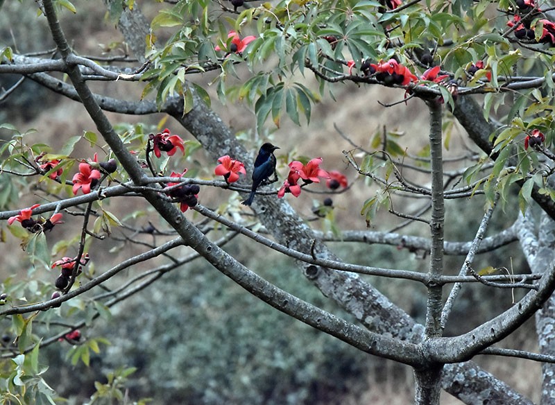 Drongo à crinière - ML644736427