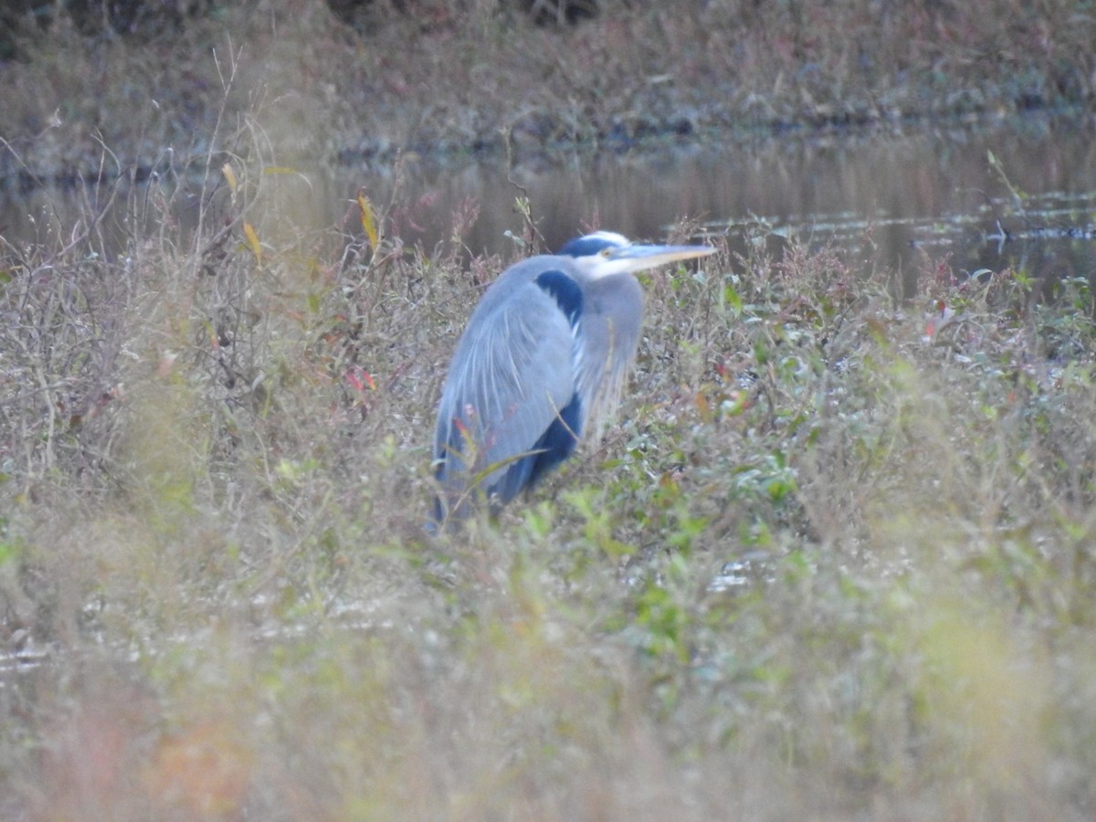 Grand Héron - ML644736429
