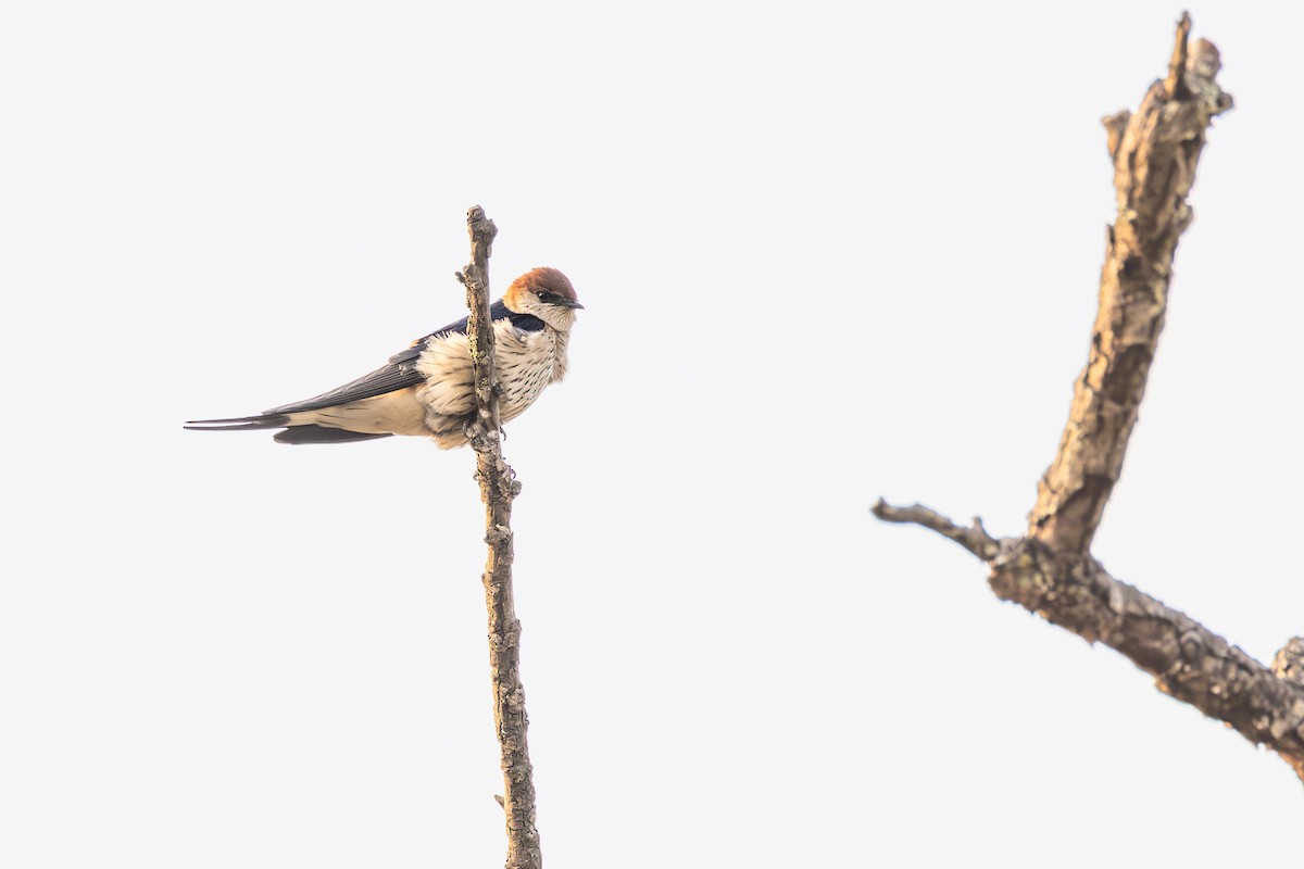 Hirondelle à tête rousse - ML644736430