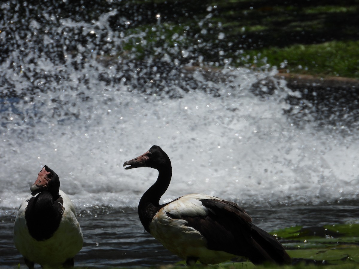 Canaroie semipalmée - ML644736431