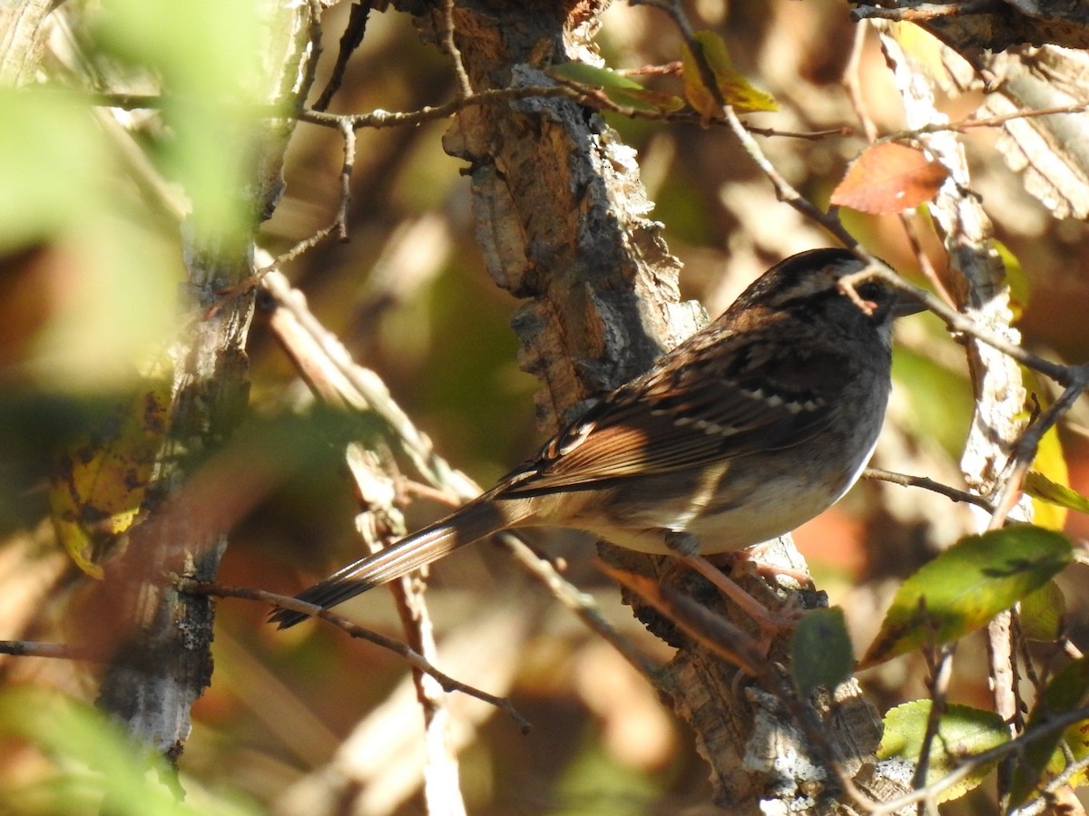 Bruant à gorge blanche - ML644736433
