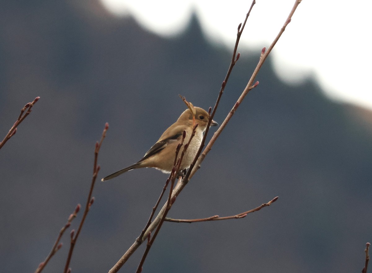 Pie-grièche boréale - ML644736434