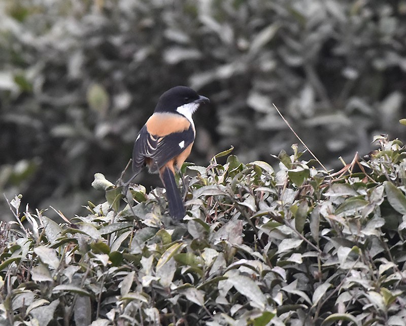 Pie-grièche schach - ML644736435