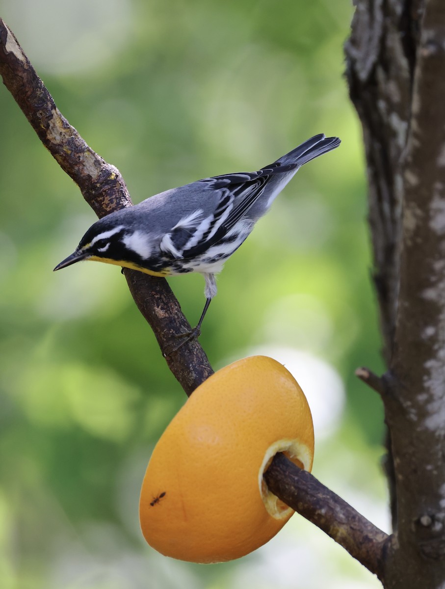 Paruline à gorge jaune - ML644736436