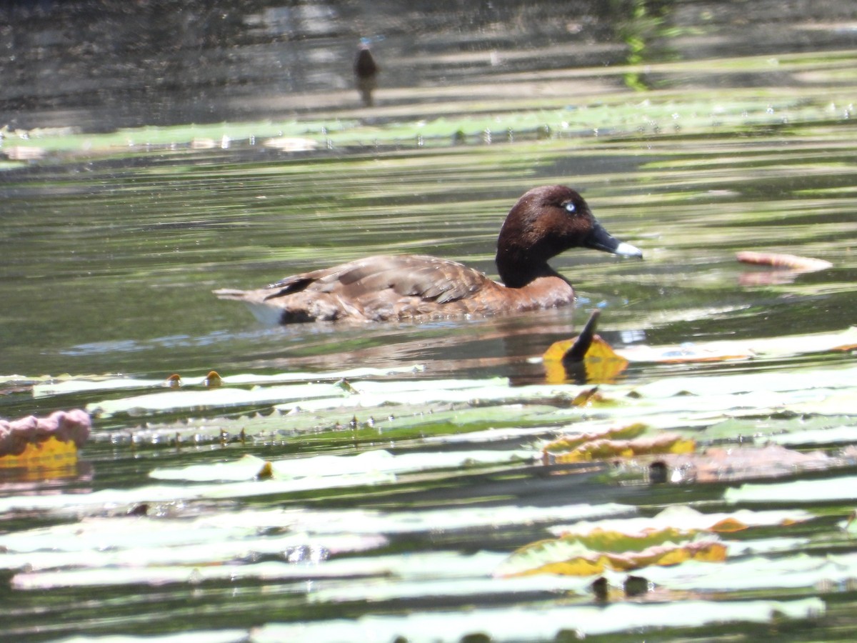 Fuligule austral - ML644736437