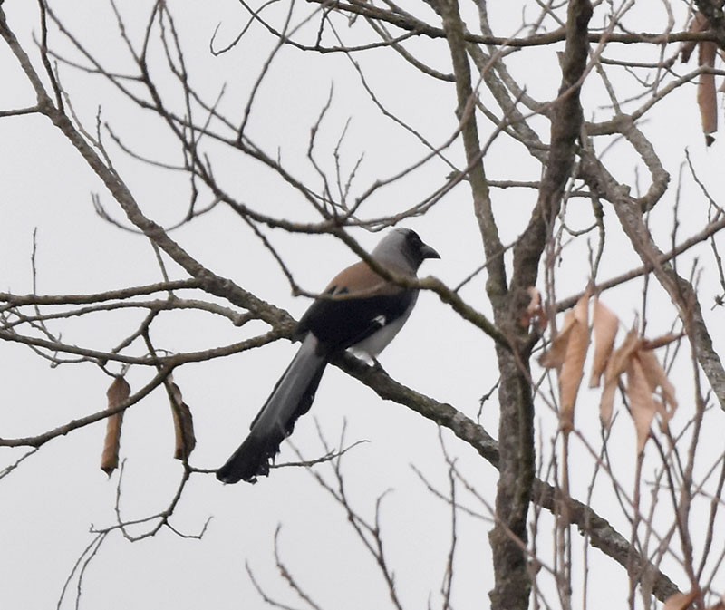 Témia de Swinhoe - ML644736438