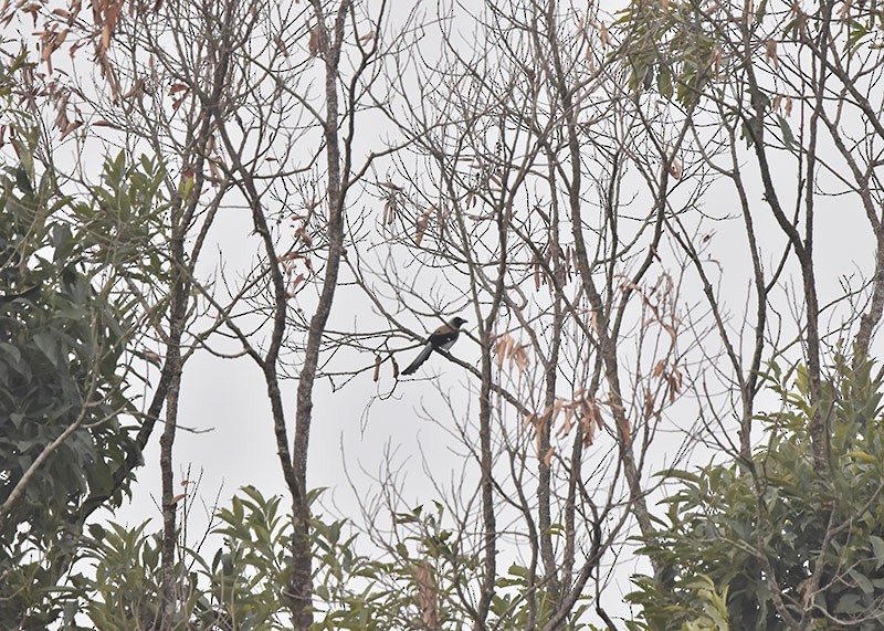 Témia de Swinhoe - ML644736439