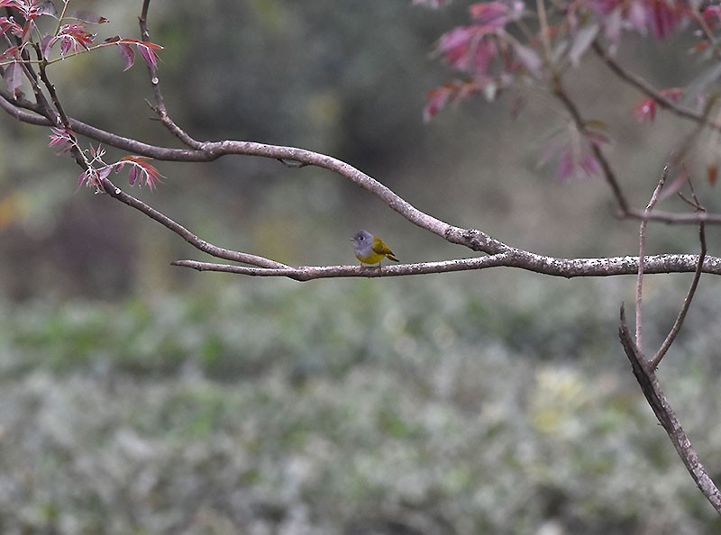 Gobemoustique à tête grise - ML644736440