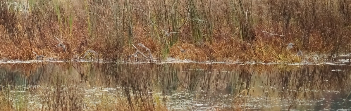 Bécassine de Wilson - ML644736441