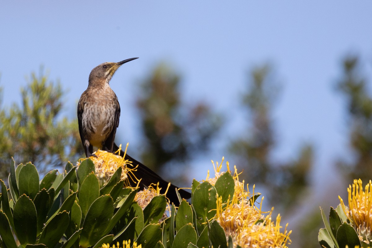 Promérops du Cap - ML644736442