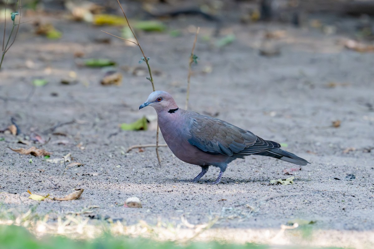 Tourterelle à collier - ML644736443