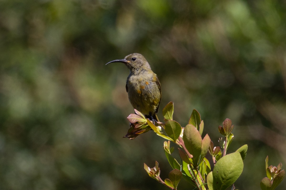 Souimanga orangé - ML644736448