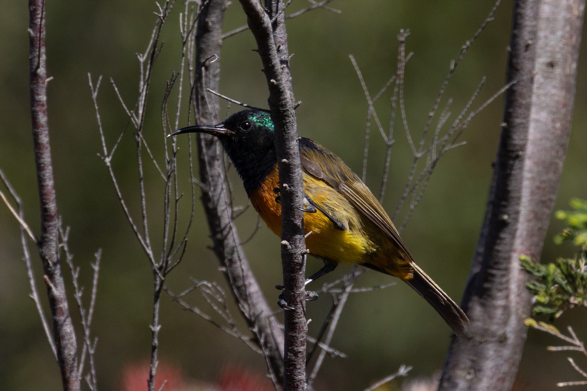 Souimanga orangé - ML644736449