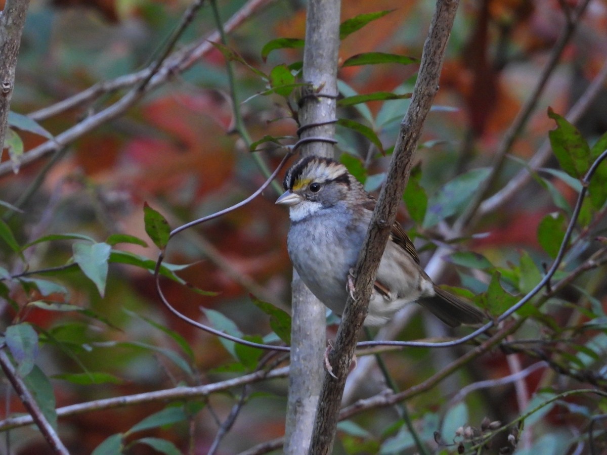 Бруант білогорлий - ML644736465